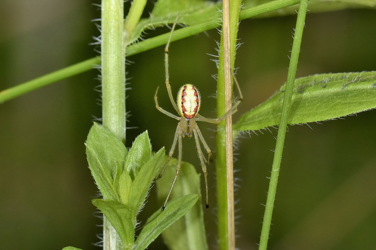 Pachytodes erraticus: 